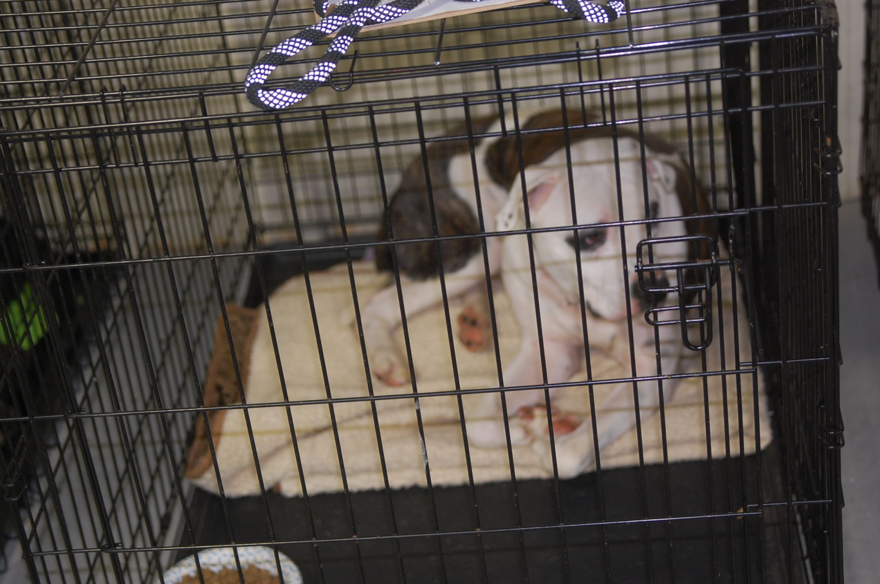 Piedmont animal rescue (2).JPG